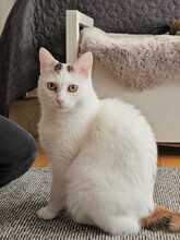 ATENJA, Katze, Europäisch Kurzhaar in Fürth