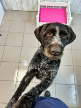 ANNAMARIA, Hund, Deutsch Drahthaar in Bulgarien