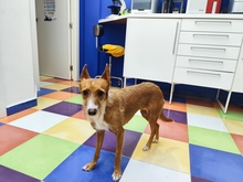 VEGA, Hund, Podenco-Mix in Berlin