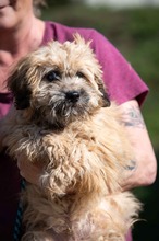 PUMUKLI, Hund, Puli-Mix in Ungarn