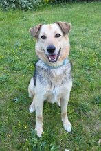 FLINN, Hund, Mischlingshund in Wiesbaden