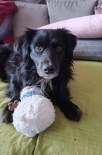 KIRO, Hund, Mischlingshund in Fürth