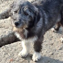 MURA, Hund, Mischlingshund in Rumänien