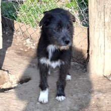 STELA, Hund, Mischlingshund in Rumänien