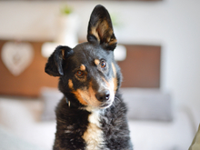 JASPER, Hund, Mischlingshund in Schwaan