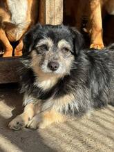 JANOSCH, Hund, Mischlingshund in Heroldsberg