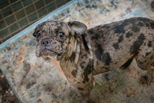 FRANKA, Hund, Französische Bulldogge-Mix in Kroatien