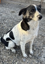 ISKA, Hund, Mischlingshund in Rumänien