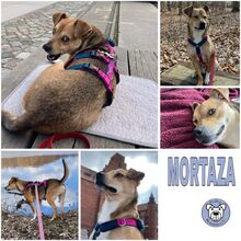 MORTAZA, Hund, Mischlingshund in Stralsund