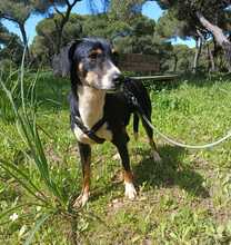 ELMA, Hund, Ratonero Bodeguero Andaluz-Mix in Spanien