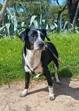 ELFO, Hund, Ratonero Bodeguero Andaluz-Mix in Spanien