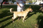 COCO, Hund, Deutscher Schäferhund-Mix in Spanien - Bild 12
