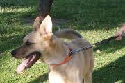 COCO, Hund, Deutscher Schäferhund-Mix in Spanien - Bild 8