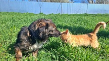 JOSIE, Hund, Mischlingshund in Hamburg