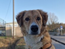 JORDY, Hund, Mischlingshund in Burghaslach