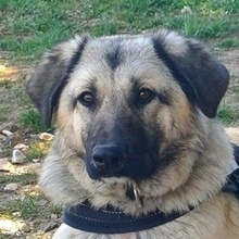 SOSSY, Hund, Mischlingshund in Griechenland