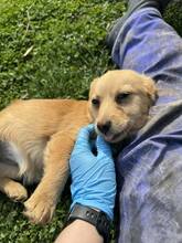 JENNY, Hund, Mischlingshund in Pottenstein