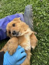 JESSI, Hund, Mischlingshund in Pottenstein