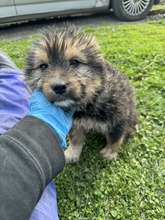 NICKY, Hund, Mischlingshund in Pottenstein