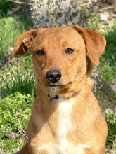 RASHID, Hund, Mischlingshund in Slowakische Republik