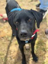 TANI, Hund, Mischlingshund in Greußen