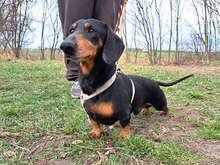 ALADIN, Hund, Dackel in Ungarn