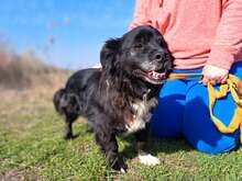 ROMEO, Hund, Mischlingshund in Ungarn