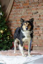 ORFEY, Hund, Sheltie-Mix in Ukraine