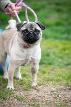 LELLE, Hund, Mops in Ungarn