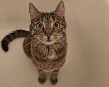 TJARA, Katze, Europäisch Kurzhaar in Duisburg