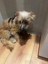 TIFFANY, Hund, Bichon à poil frisé-Mix in Wolfsburg