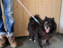 ROPI, Hund, Spitz-Mix in Ungarn