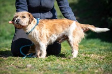 MONACO, Hund, Shih Tzu-Mix in Ungarn