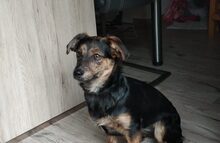 AMY, Hund, Mischlingshund in Lippstadt