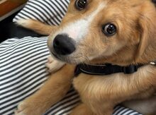 EMIL, Hund, Mischlingshund in Simmerath