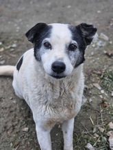 AURORA, Hund, Mischlingshund in Rumänien