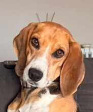 LUNA, Hund, Anglo-Francais in Italien