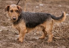 KP, Hund, Mischlingsrüde in Ungarn