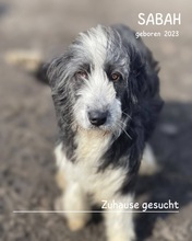 SABAH, Hund, Mischlingshund in Rumänien