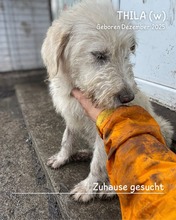 THILA, Hund, Mischlingshund in Rumänien