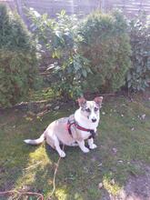 POLLY, Hund, Mischlingshund in Lüneburg