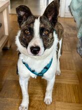 EMILIE, Hund, Mischlingshund in Meerbusch