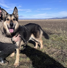 NICO, Hund, Deutscher Schäferhund in Rumänien