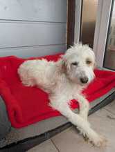 VALENTINA, Hund, Mischlingshund in Griechenland