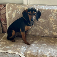 GUNDI, Hund, Mischlingshund in Griechenland