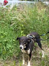 ELLA, Hund, Mischlingshund in Witten