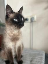POLINA, Katze, Siam Sealpoint in Ukraine