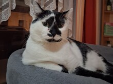 COOKIE, Katze, Europäisch Kurzhaar in Mülheim