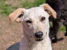 MARCO, Hund, Mischlingshund in Gefrees