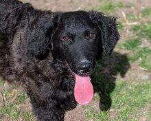 MISHA, Hund, Mischlingshund in Gefrees